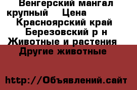 Венгерский мангал крупный. › Цена ­ 25 000 - Красноярский край, Березовский р-н Животные и растения » Другие животные   